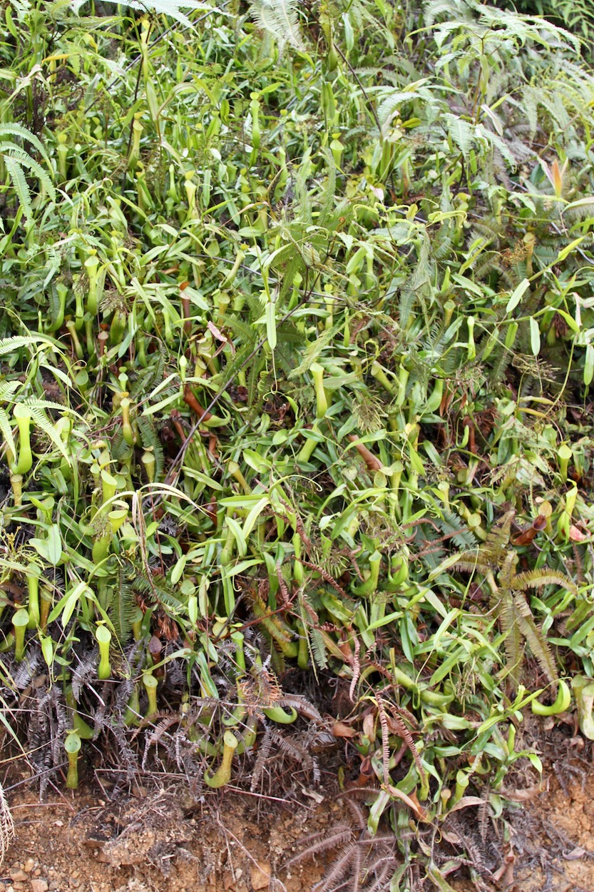 Image of Nepenthes reinwardtiana specimen.