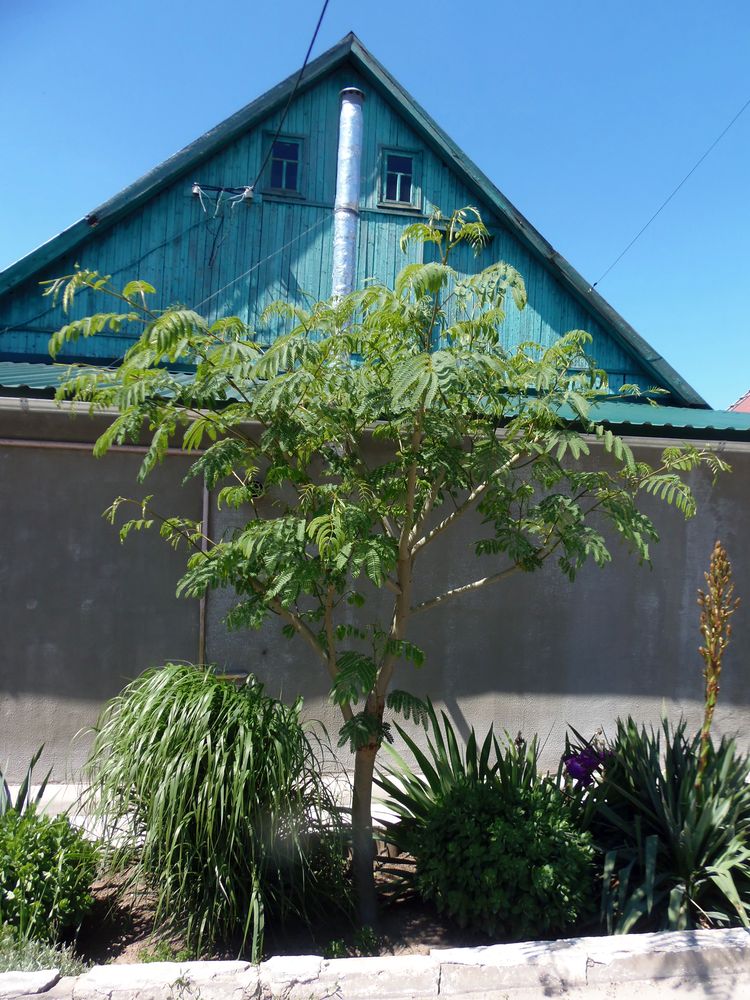 Image of genus Albizia specimen.