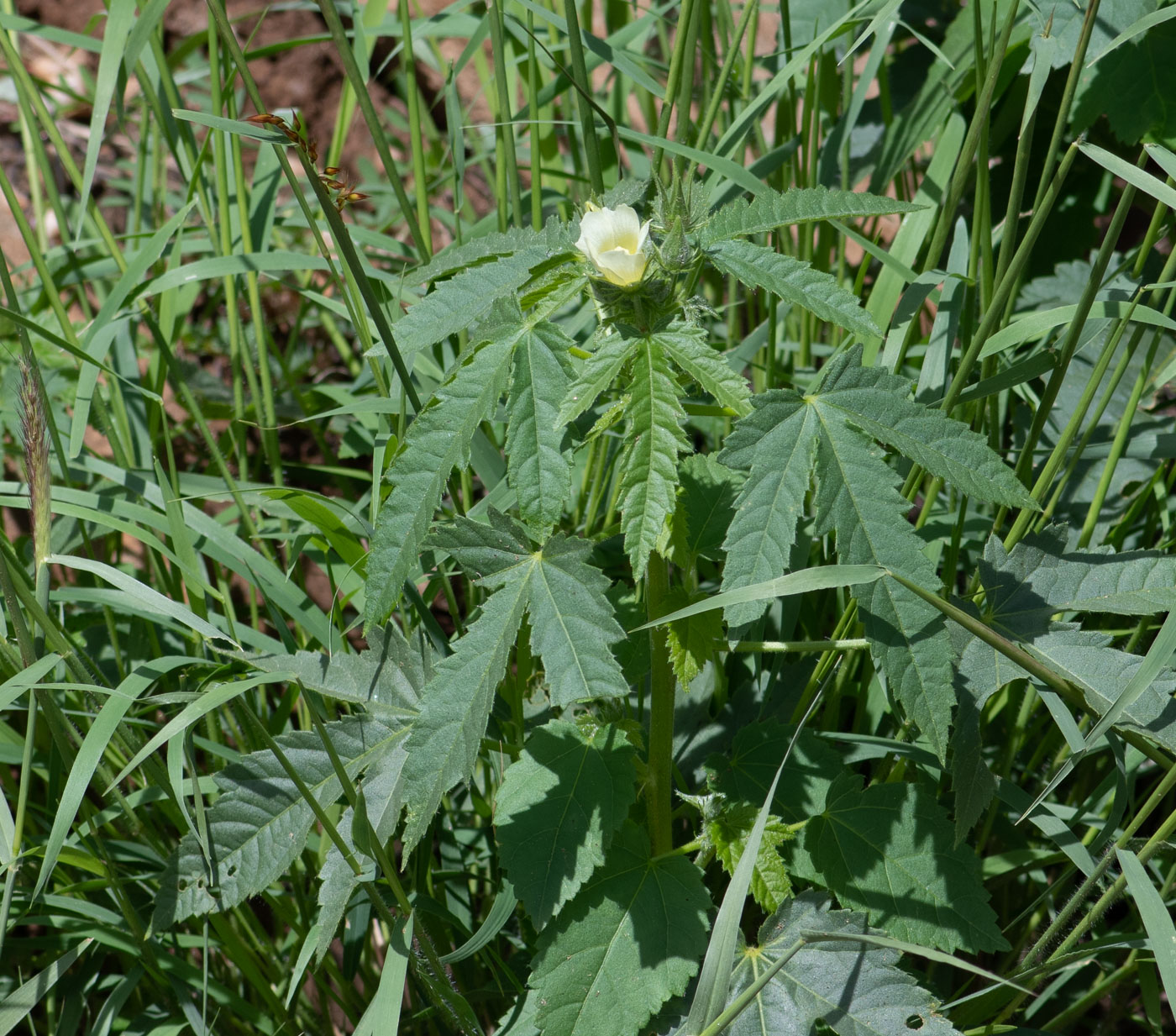 Image of Hibiscus fleckii specimen.