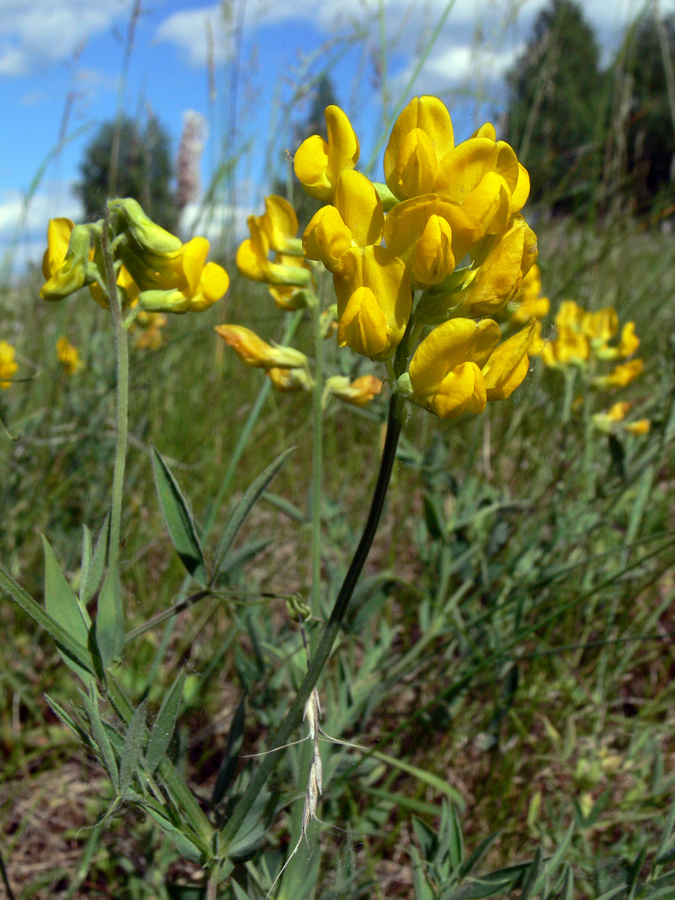 Image of Lathyrus pratensis specimen.