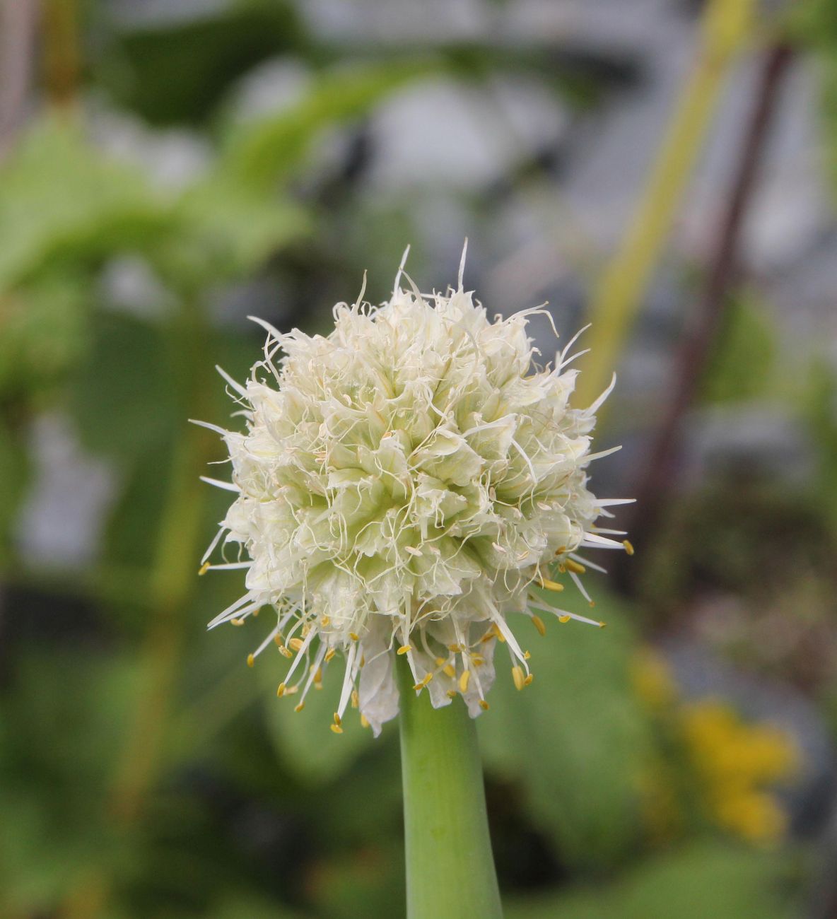 Изображение особи Allium altaicum.