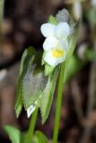 Viola occulta