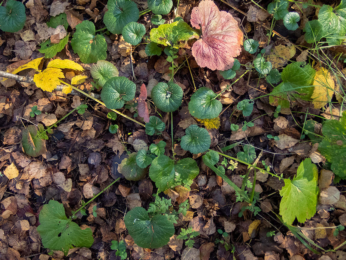 Изображение особи Geum urbanum.