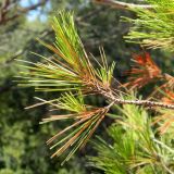 Pinus halepensis