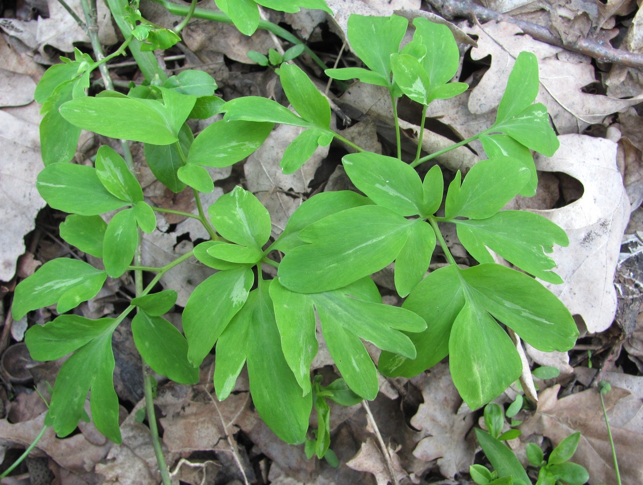 Image of Corydalis marschalliana specimen.