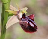 Ophrys mammosa. Цветок. Крым, окр. с. Зеленогорье, ущ. р. Пананьян-Узень, пойма ручья, луг на берегу. 5 мая 2021 г.