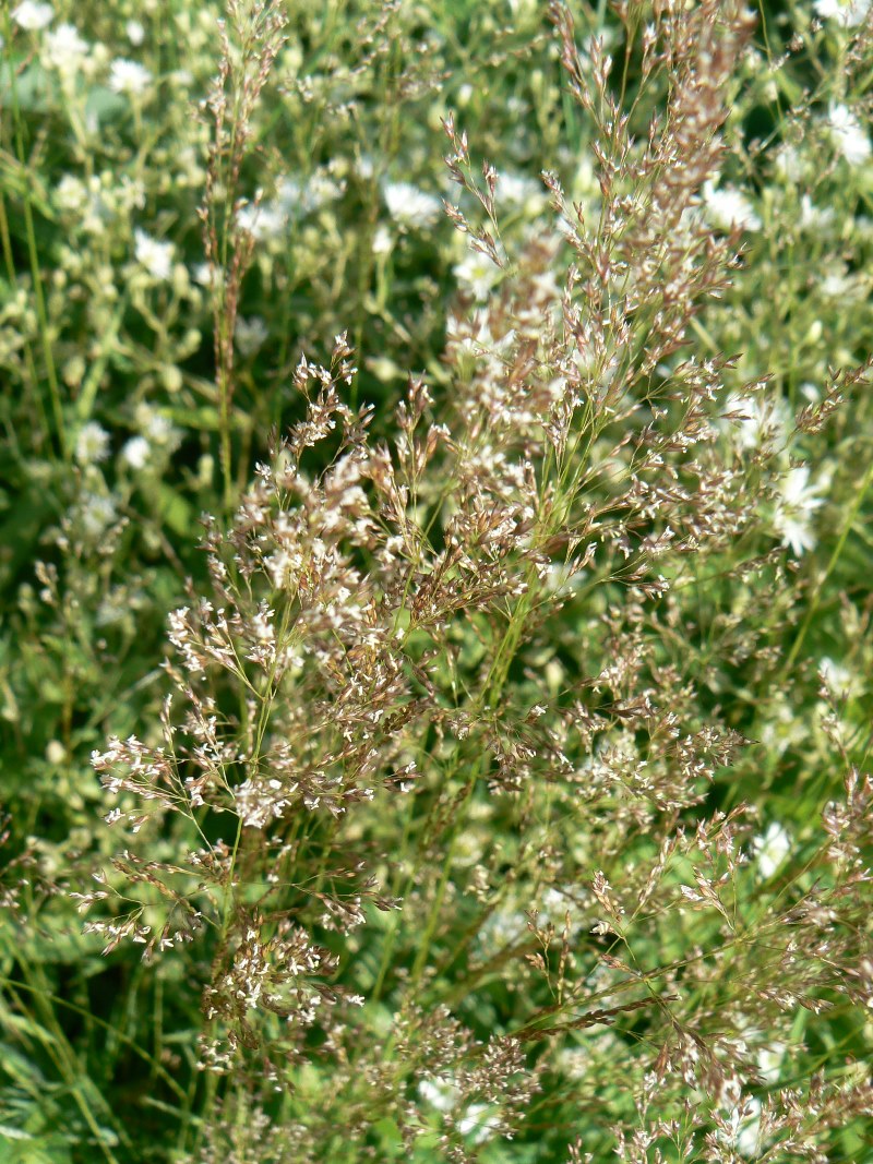 Изображение особи род Agrostis.