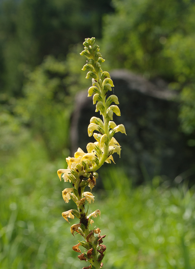 Изображение особи Pedicularis incarnata.