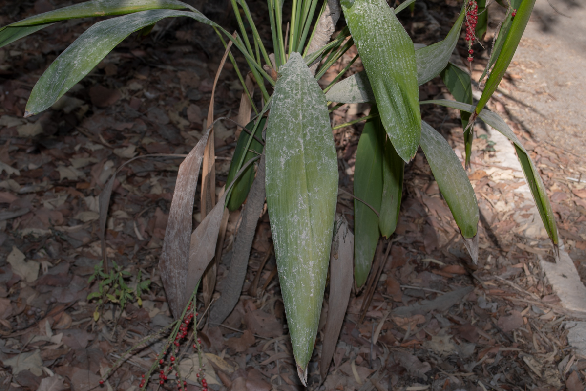 Image of Cordyline petiolaris specimen.