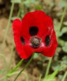 genus Papaver. Цветок. Азербайджан, Масаллинский р-н. 14.04.2010.