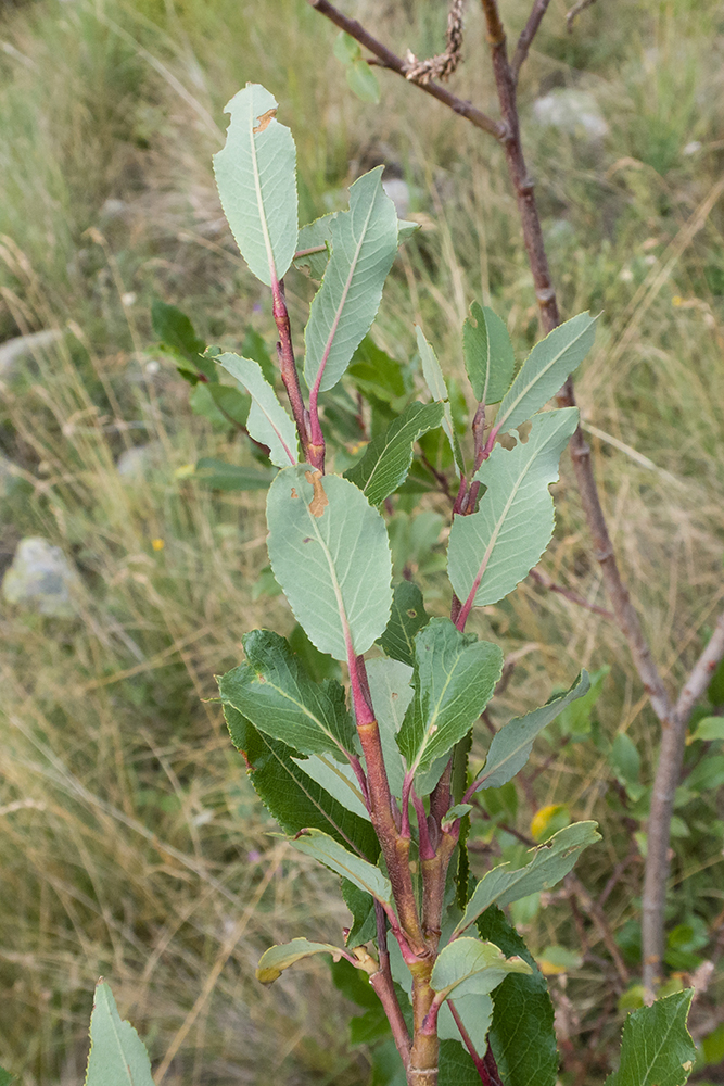 Image of Salix caucasica specimen.