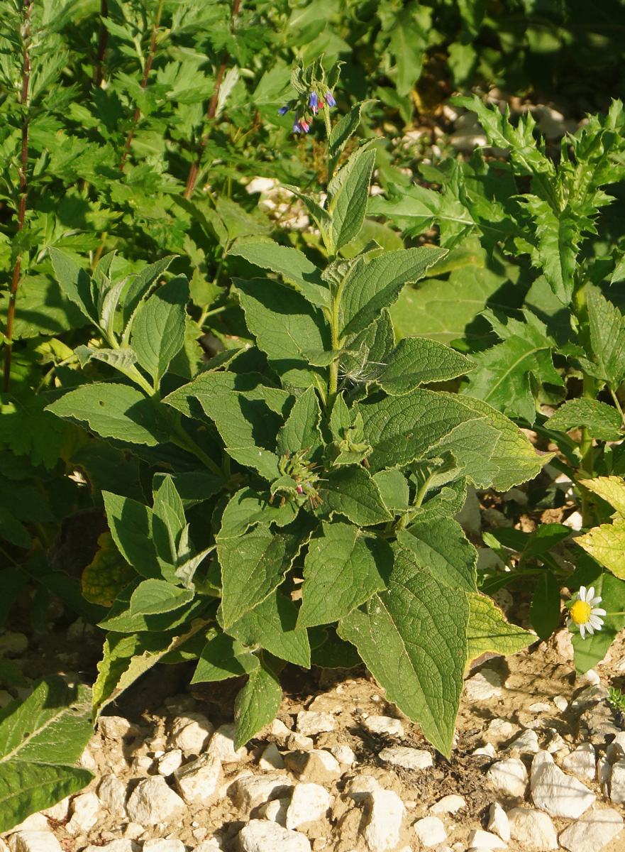 Изображение особи Symphytum asperum.