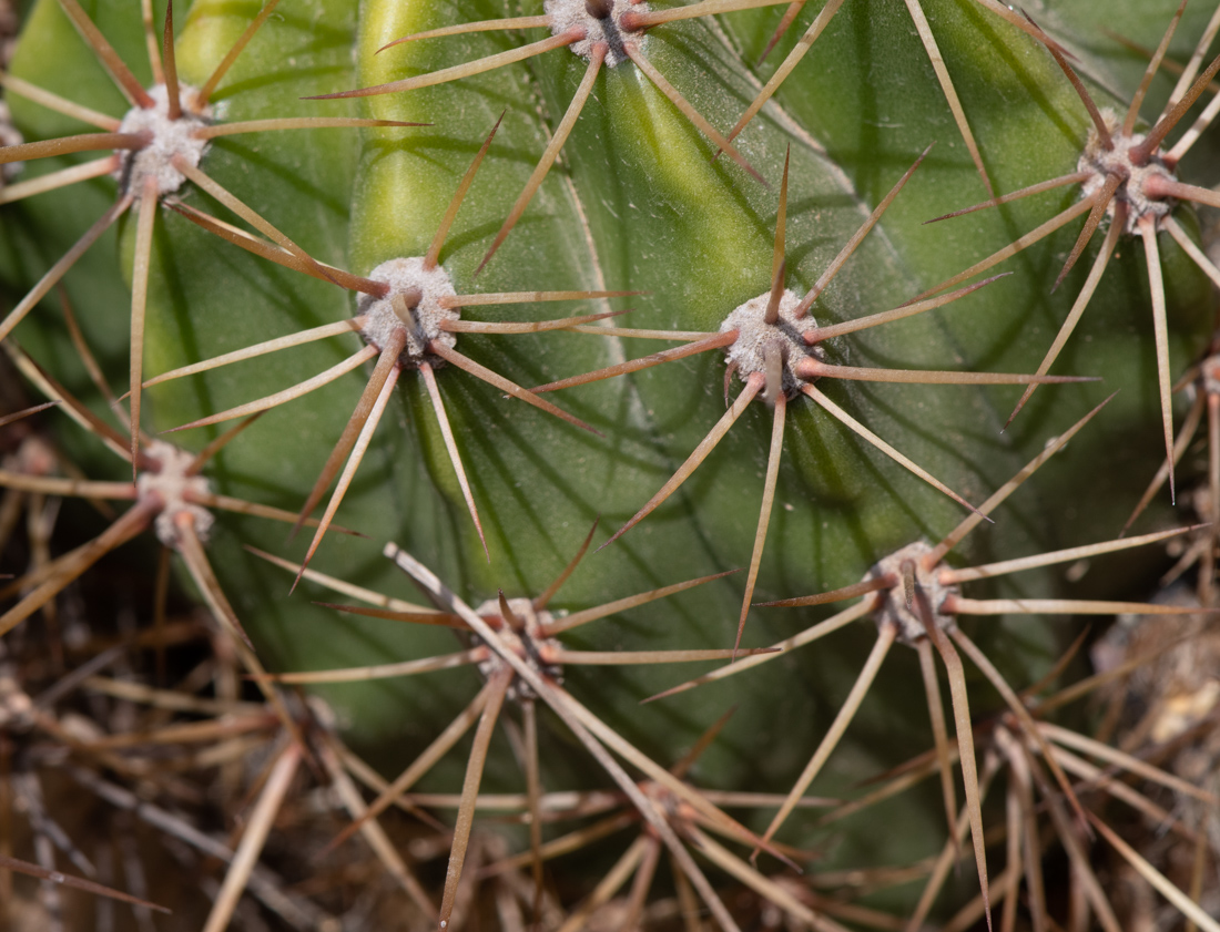 Image of genus Echinopsis specimen.