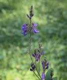 Desmodium canadense. Верхушка цветущего побега. Москва, ГБС, дендрарий. 31.08.2021.