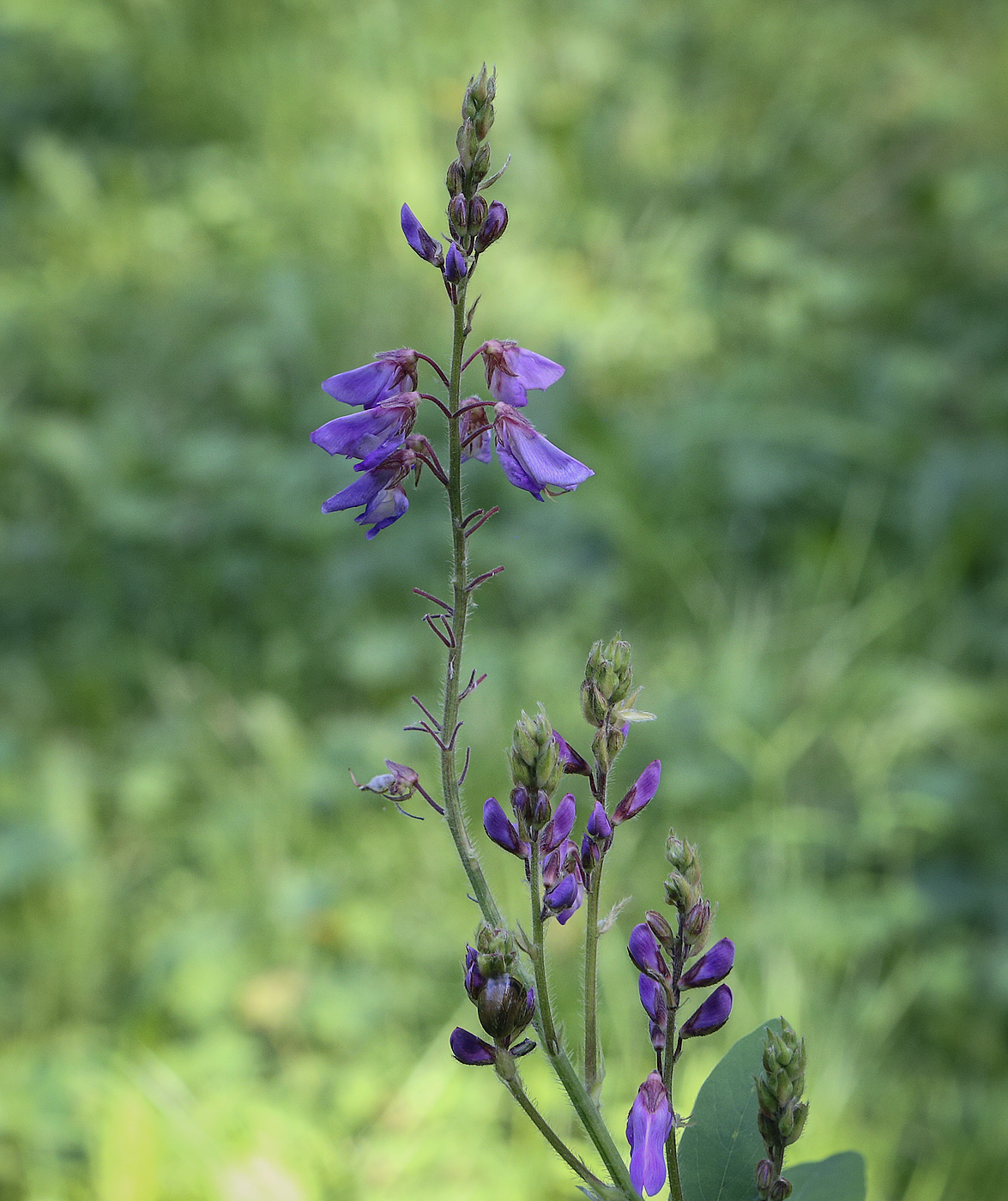 Image of Desmodium canadense specimen.