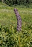 Pedicularis atropurpurea