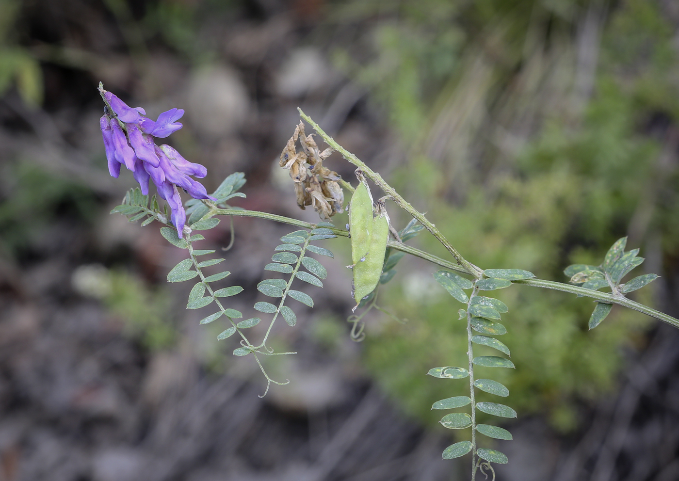 Image of Vicia cracca specimen.