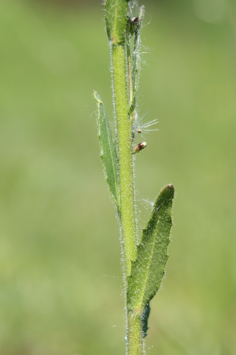 Image of Arabis sagittata specimen.