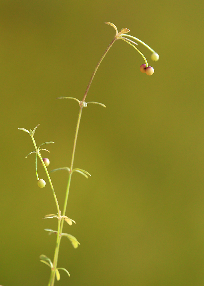 Изображение особи Galium trifidum.