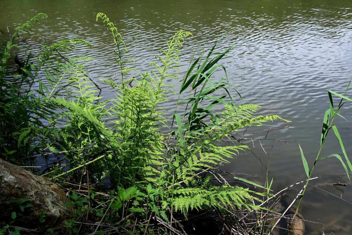 Image of Athyrium filix-femina specimen.