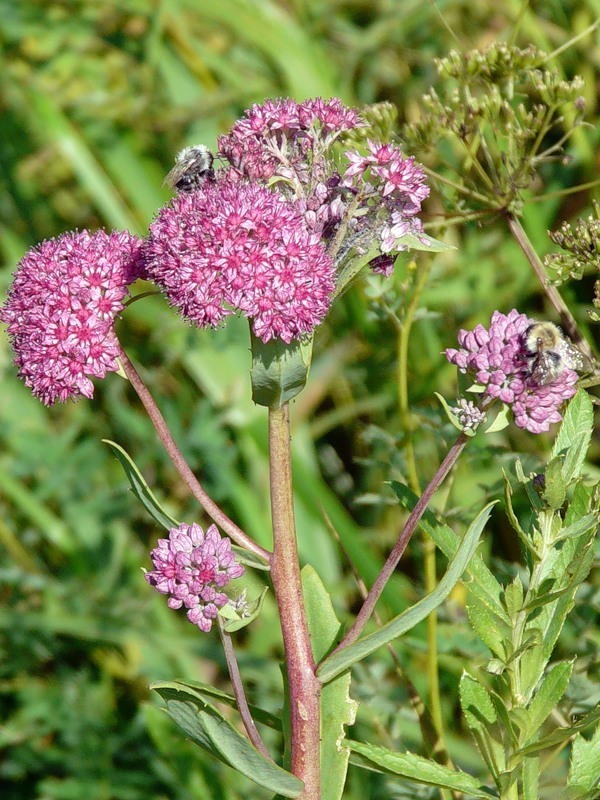 Image of Hylotelephium triphyllum specimen.