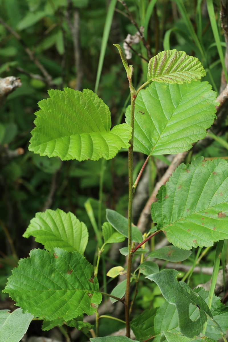 Image of Alnus kolaensis specimen.