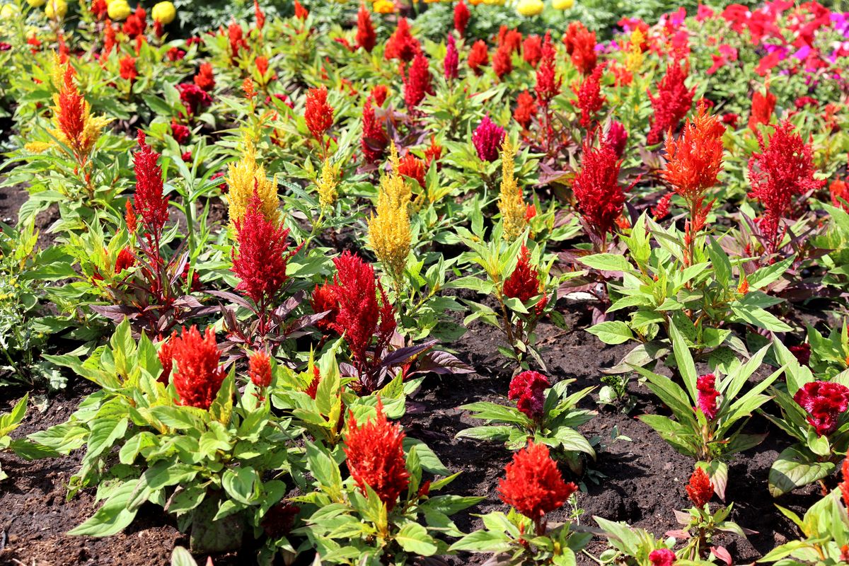 Изображение особи Celosia argentea.