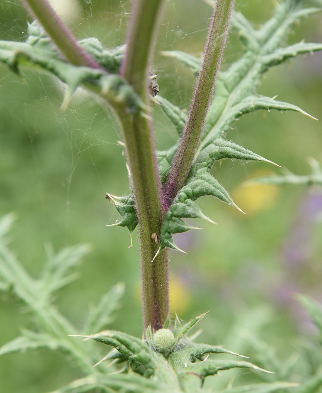 Image of Echinops sphaerocephalus specimen.