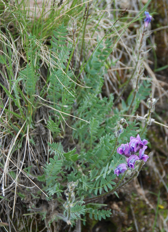 Изображение особи Oxytropis strobilacea.