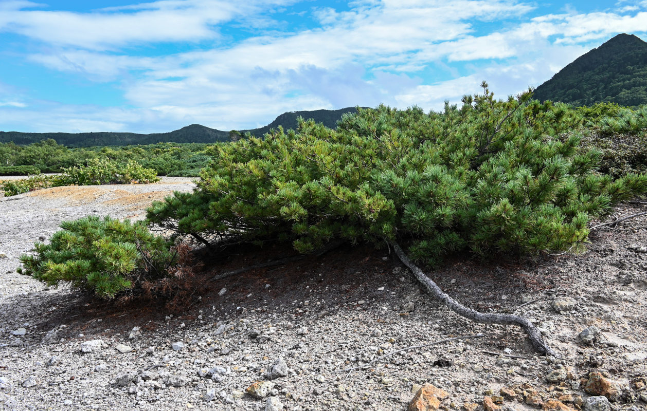 Image of Pinus pumila specimen.