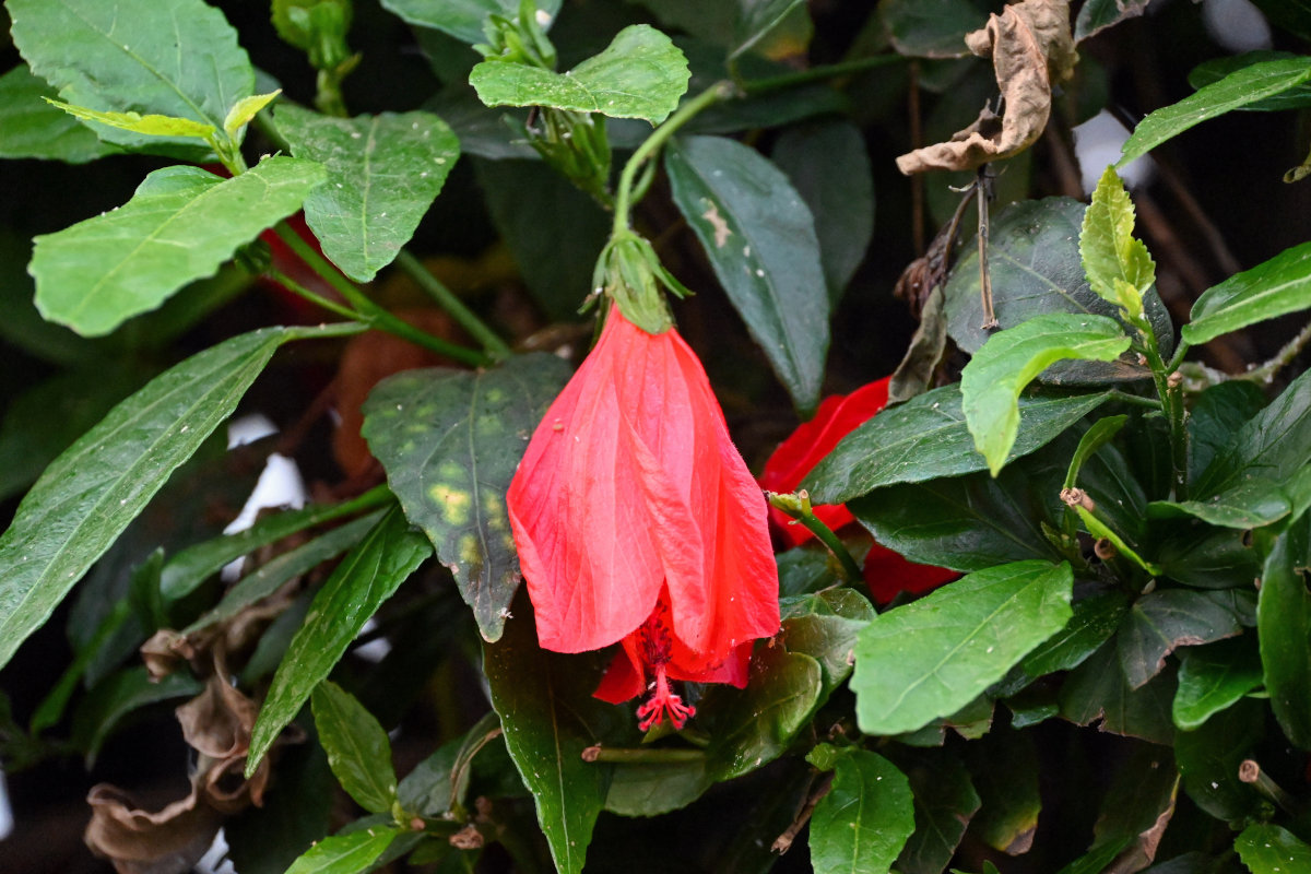 Image of Malvaviscus penduliflorus specimen.