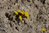 Tussilago farfara