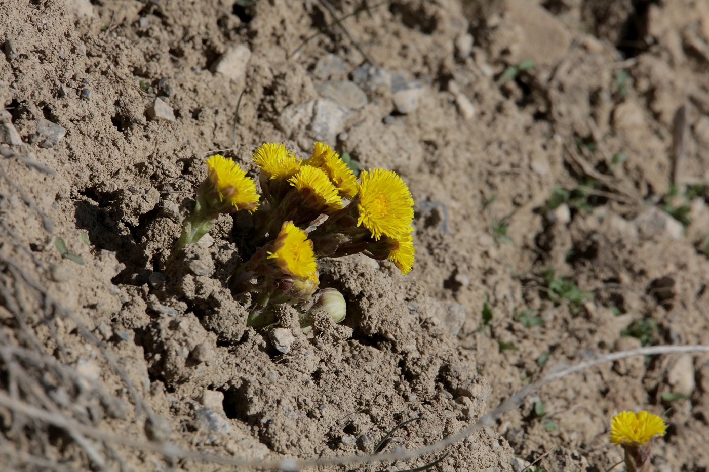 Изображение особи Tussilago farfara.