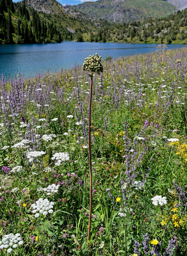 Image of Allium aflatunense specimen.