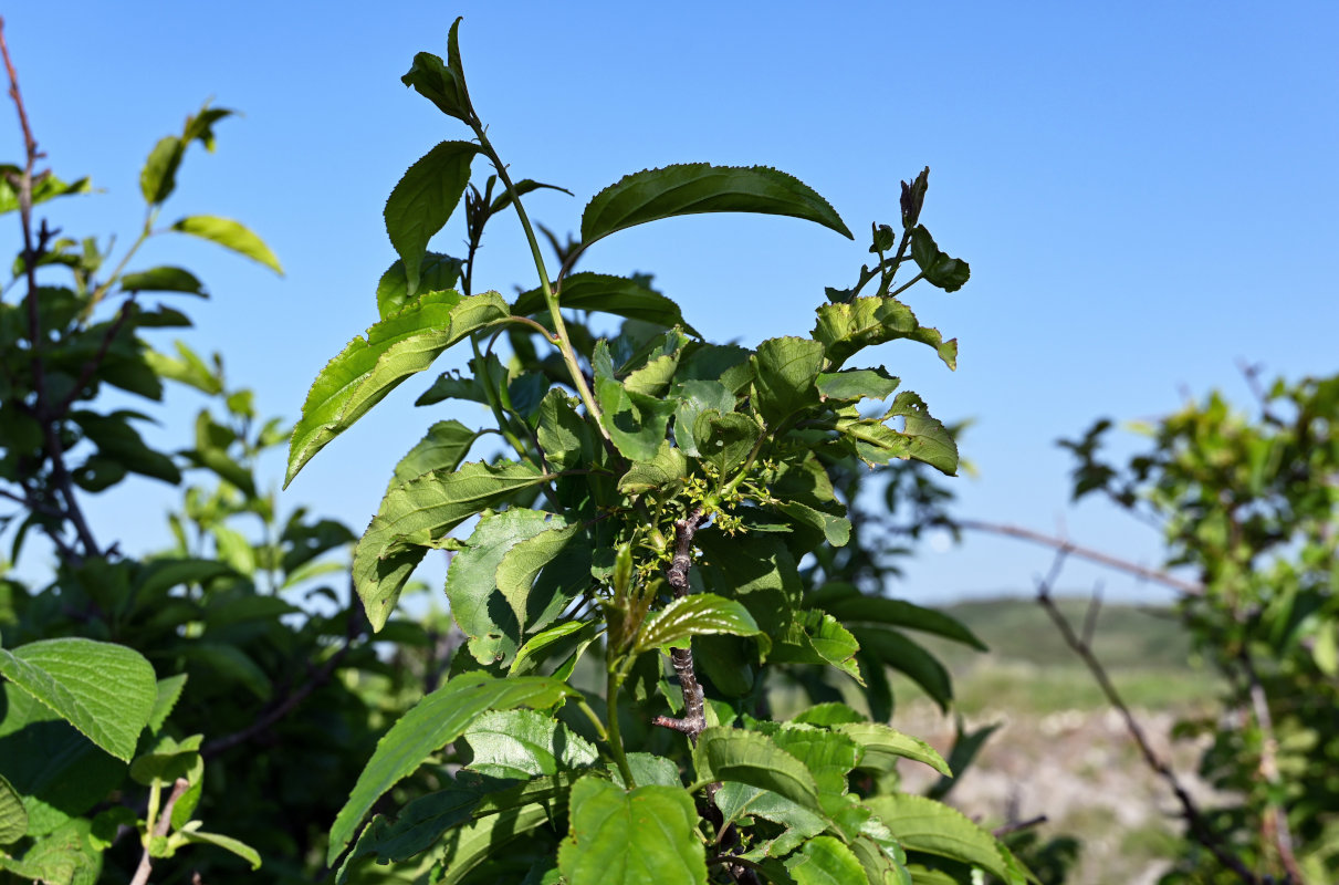 Image of Rhamnus cathartica specimen.