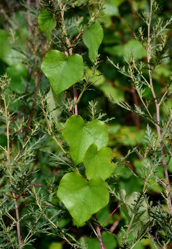Изображение особи Menispermum dauricum.