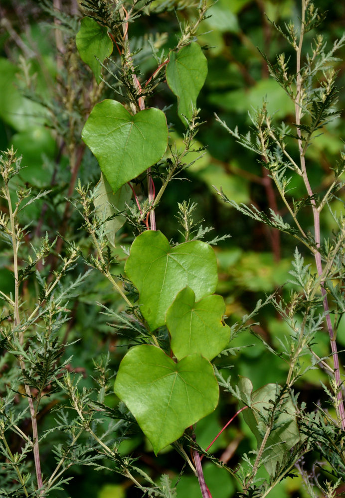 Image of Menispermum dauricum specimen.