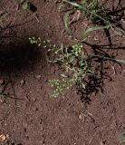 Lepidium bonariense. Плодоносящие растения. Чили, обл. Valparaiso, провинция Isla de Pascua, г. Hanga Roa, сквер. 14.03.2023.