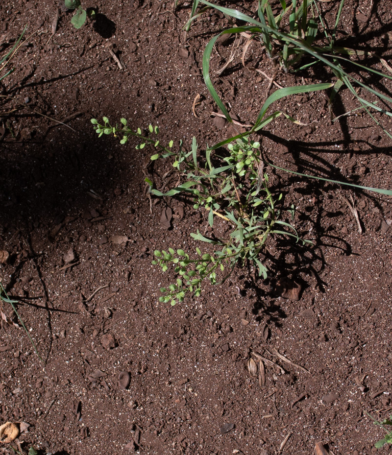 Image of Lepidium bonariense specimen.