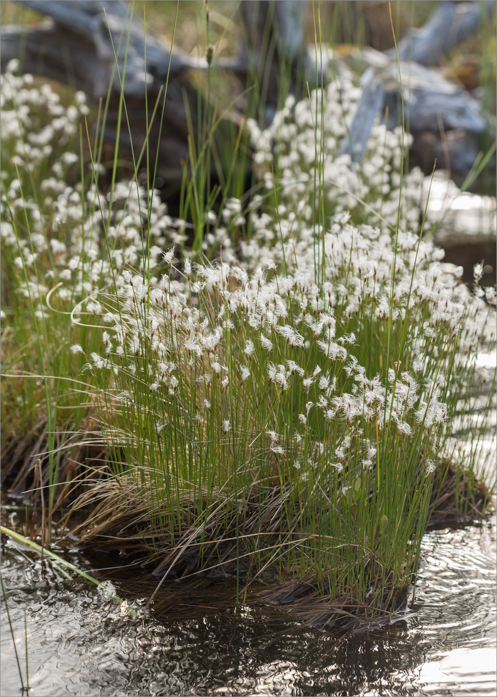 Изображение особи Trichophorum alpinum.