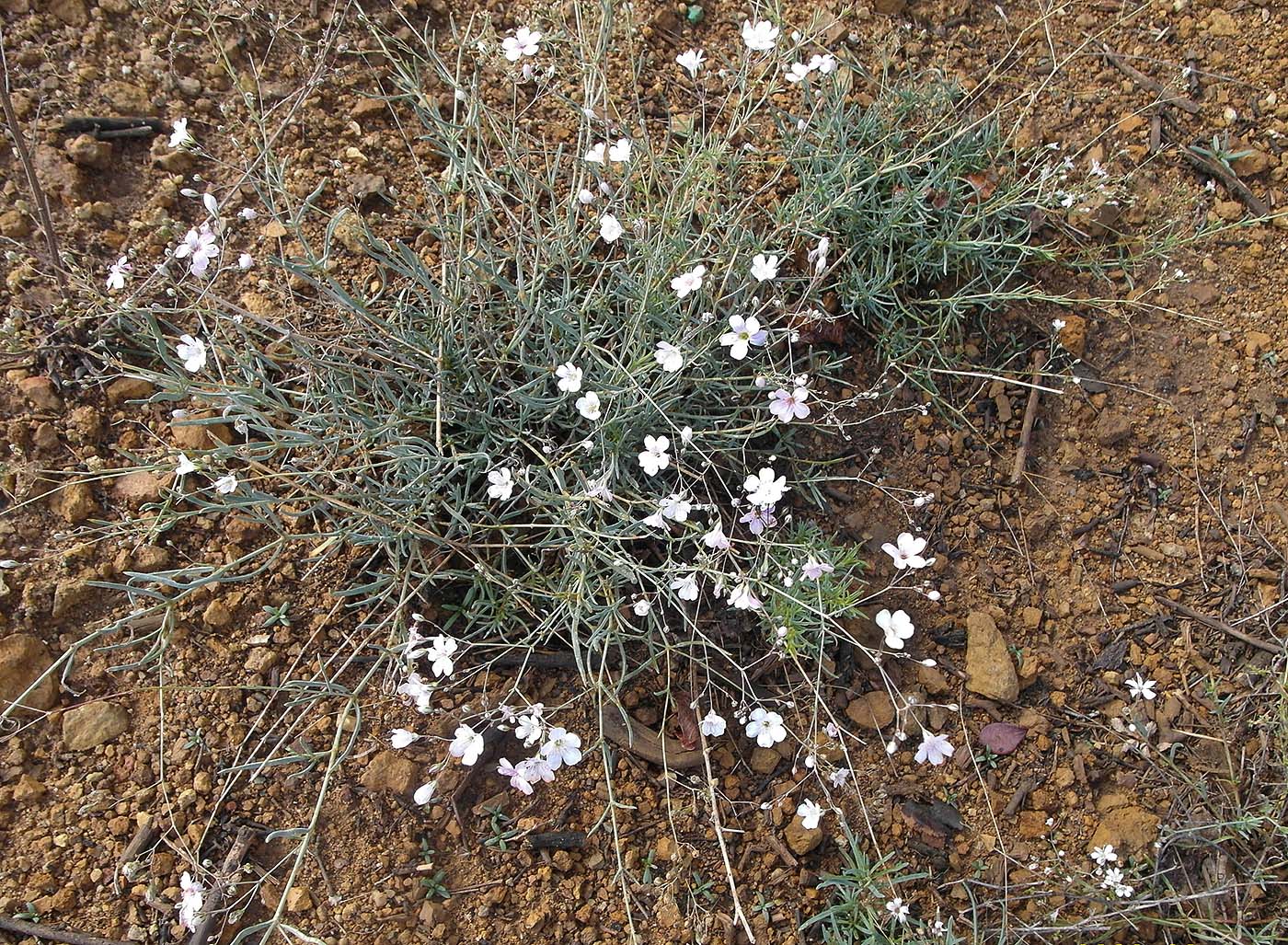 Изображение особи Gypsophila patrinii.