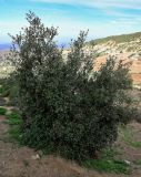 Quercus rotundifolia. Вегетирующее растение. Марокко, обл. Марракеш - Сафи, хр. Высокий Атлас, перевал Тизи-н'Тишка, ≈ 2000 м н.у.м., сухой склон. 01.01.2023.