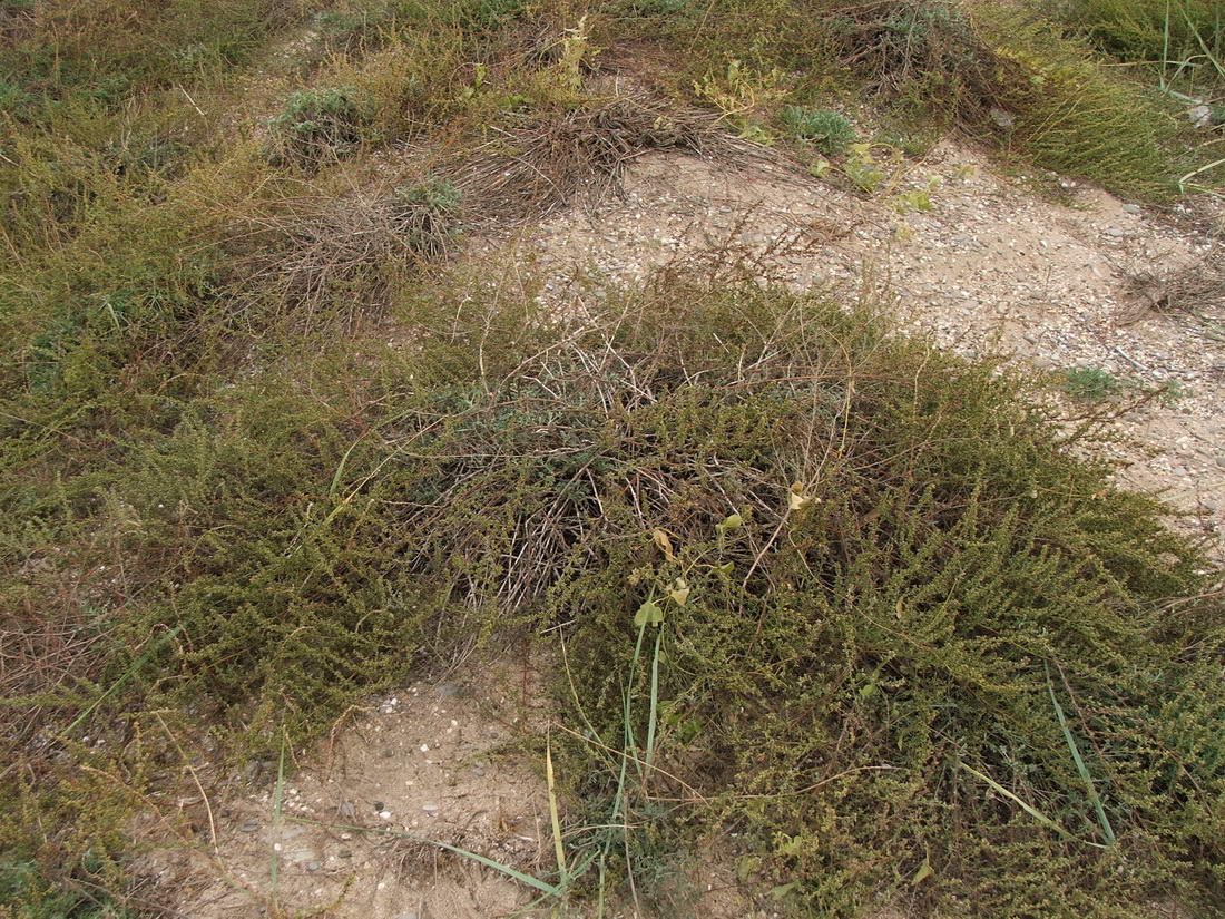 Image of Artemisia arenaria specimen.