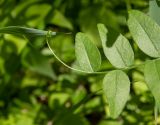 Vicia sepium. Верхушка листа с закрепившемся на листе Poaceae усом. Московская обл., Дмитровский р-н, берег канала им. Москвы, луг. 06.06.2023.