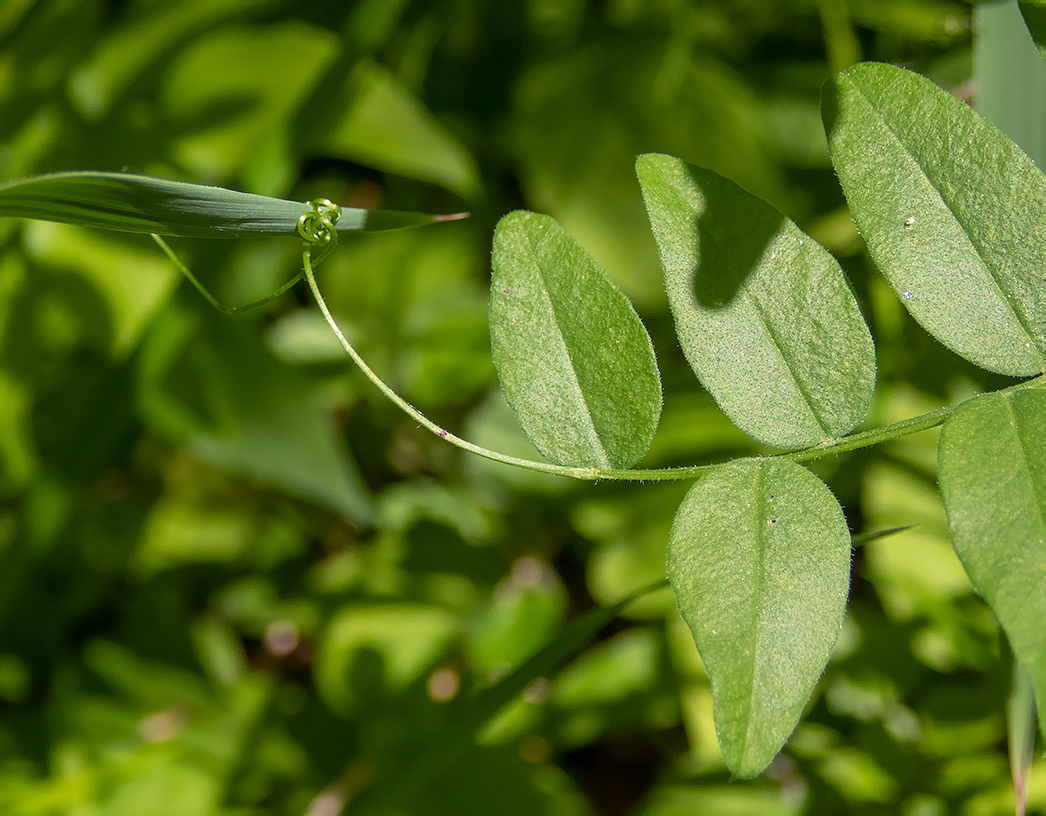 Изображение особи Vicia sepium.