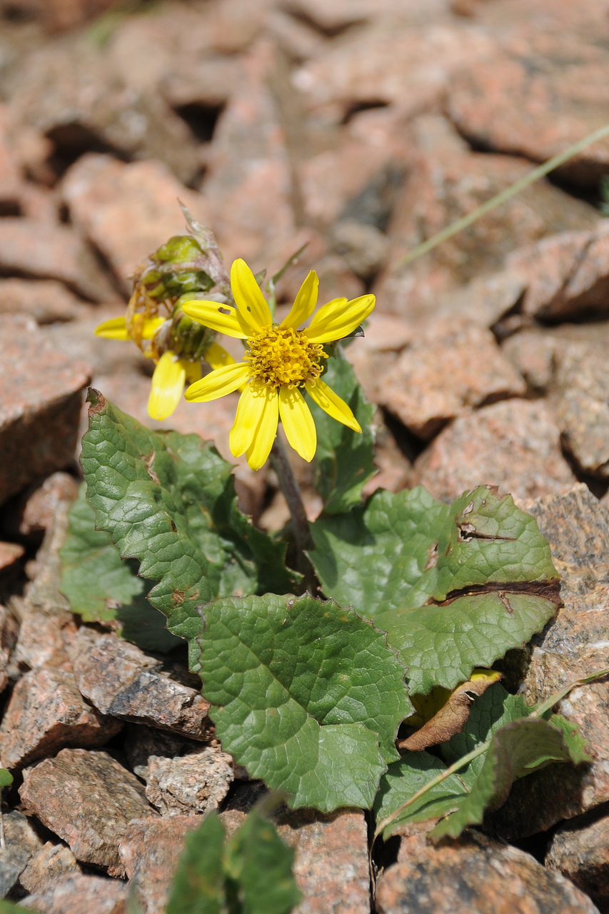 Изображение особи Ligularia narynensis.