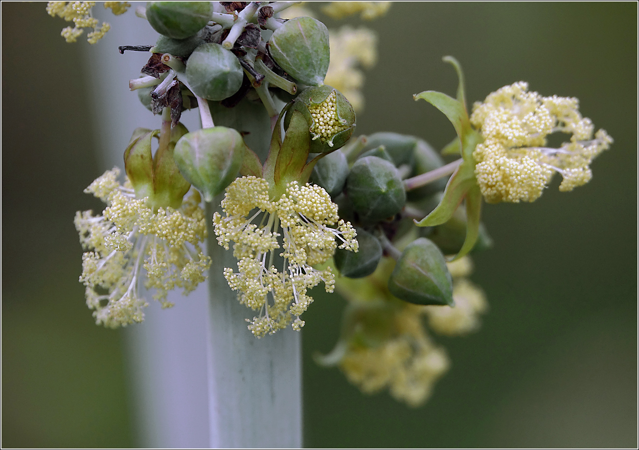 Image of Ricinus communis specimen.