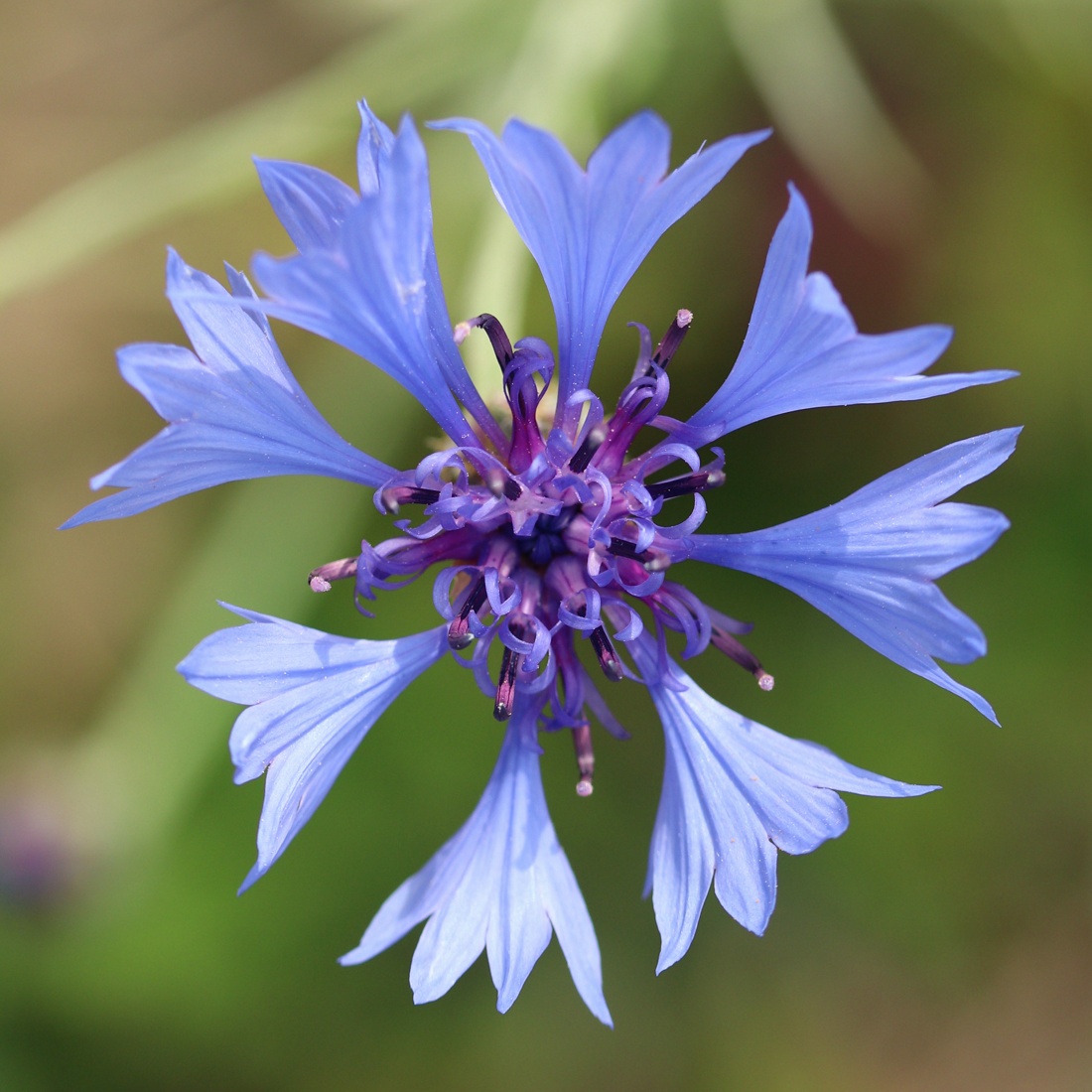 Image of Centaurea cyanus specimen.