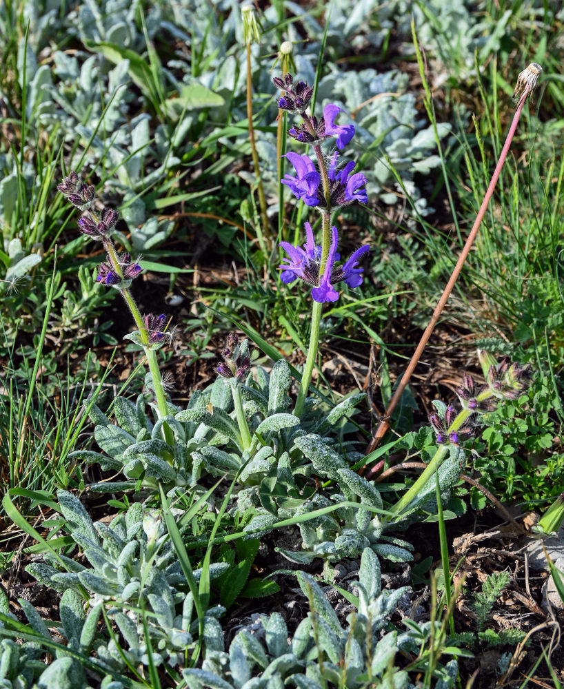 Image of Salvia canescens specimen.