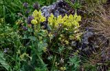 Scutellaria polyodon. Цветущие растения в сообществе с Alchemilla и Thymus. Ингушетия, Джейрахский р-н, перевал Цей-Лоам, ≈ 2200 м н.у.м., каменистый участок лугового склона. 24.07.2022.